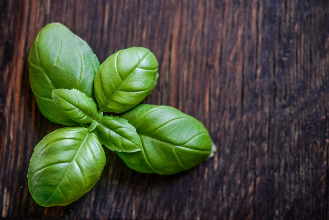 Basil leaves for mouth ulcer treatment